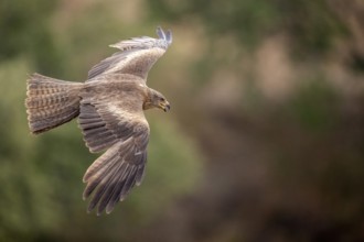 Black Kite (Milvus migrans) flying, Extremadura, Spain
