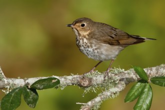 Swainson's Thrush (Catharus ustulatus), Texas, USA
