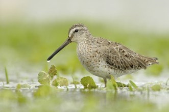Short-billed Dowitcher (Limnodromus griseus), Texas, USA