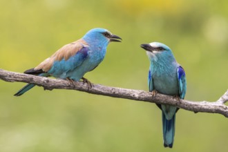 European Roller (Coracias garrulus) perched on a branch, Subotica, Serbia