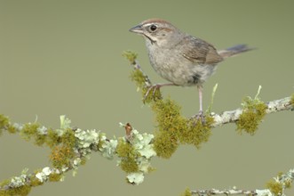 Rufous-crowned Sparrow (Aimophila ruficeps), Texas, USA