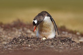Nesting penguin on the meadow. Gentoo penguin in the nest wit two eggs, Falkland Islands. Animal