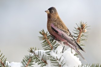 Brown-capped Rosy Finch (Leucosticte australis), New Mexico, USA