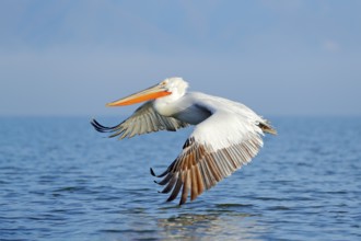Dalmatian pelican, Pelecanus crispus, landing in Lake Kerkini, Greece. Pelican with open wings.