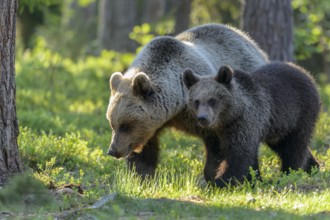Eurasian Brown Bear (Ursus arctos) mother with cub in forest, Finland