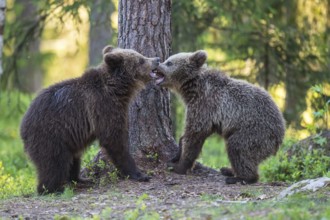 Eurasian Brown Bear (Ursus arctos) two cubs play fighting in forest, Finland