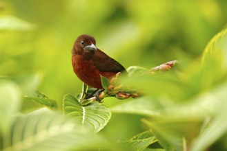Silver-beaked tanager, Ramphocelus carbo, passerine exotic bird from Trinidad and Tobago. Wildlife