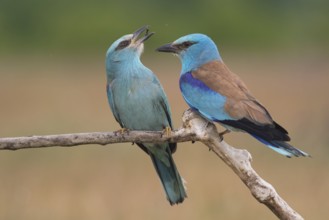 European Roller (Coracias garrulus) pair, Subotica, Serbia