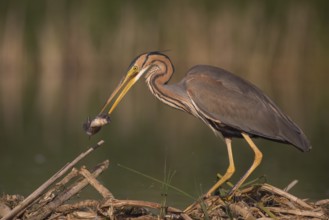 Purple Heron (Ardea purpurea) with fish prey in beak, Subotica, Serbia