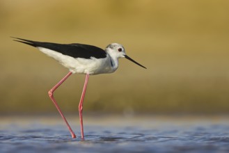 Black-winged Stilt (Himantopus himantopus) male foraging, North Rhine-Westphalia, Germany