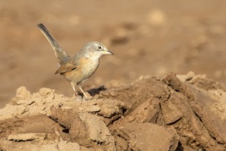 Common Whitethroat (Sylvia communis) female, Rgabi, Morocco