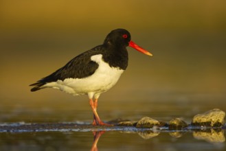 Eurasian Oystercatcher (Haematopus ostralegus), North Rhine-Westphalia, Germany