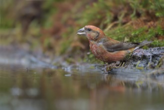 Red Crossbill (Loxia curvirostra) male at a waterhole, Netherlands