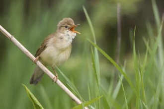 Marsh Warbler (Acrocephalus palustris) male singing in reeds, Poland