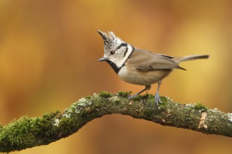 European Crested Tit (Lophophanes cristatus), Utrecht, Netherlands