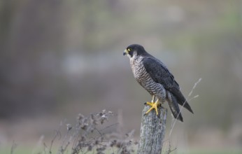 Peregrine Falcon (Falco peregrinus) female, Saxony, Germany