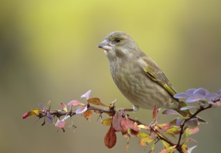 European Greenfinch (Chloris chloris), Mecklenburg-Western Pomerania, Germany