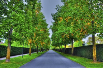 Beautiful Narrow Street with Trees in Ascona, Ticino, Switzerland