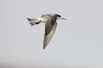 Greater Crested Tern (Thalasseus bergii) flying, Namibia