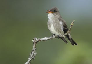Olive-sided Flycatcher (Contopus cooperi), British Columbia, Canada