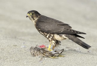 Merlin (Falco columbarius), Washington, USA