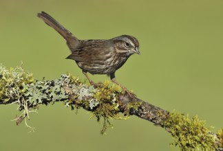 Song Sparrow (Melospiza melodia), British Columbia, Canada