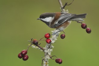 Chestnut-backed Chickadee (Poecile rufescens), British Columbia, Canada