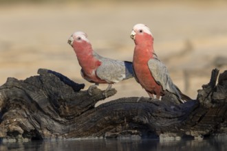 Galah (Eolophus roseicapilla) pair at a waterhole, Victoria, Australia