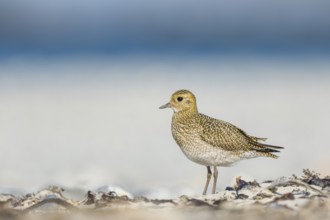 Goldregenpfeifer, Pluvialis apricaria European Golden Plover, Pluvialis apricaria