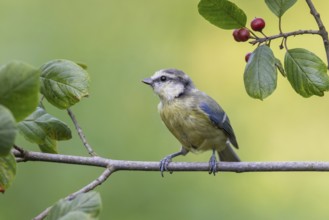 Eurasian Blue Tit (Cyanistes caeruleus) perched on a branch, Lower Saxony, Germany