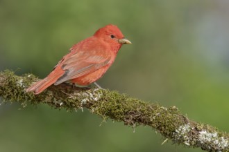 Summer Tanager (Piranga rubra) male perched on a branch, Texas, USA