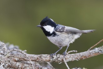 Coal Tit (Periparus ater) perched on a branch, Baden-Wuerttemberg, Germany