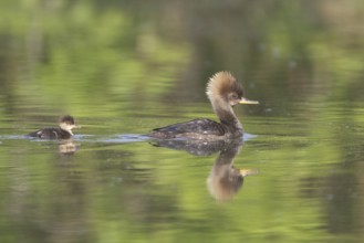Hooded Merganser (Lophodytes cucullatus) female with chick, Ontario, Canada