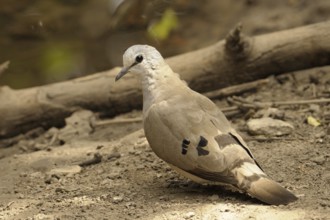 Black-billed Wood Dove (Turtur abyssinicus), Gambia