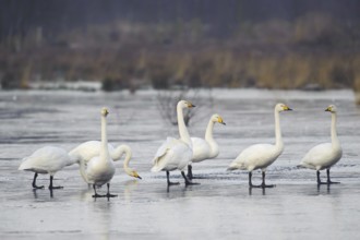 Whooper Swan (Cygnus cygnus), Lower Saxony, Germany