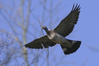 Common Wood Pigeon (Columba palumbus) flying, Lower Saxony, Germany