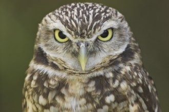 Burrowing Owl (Athene cunicularia), Alberta, Canada