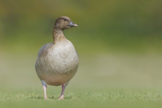 Kurzschnabelgans, Anser brachyrhynchus Pink-footed Goose, Anser brachyrhynchus