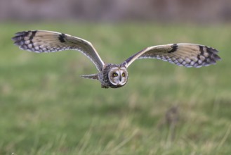 Short-eared Owl (Asio flammeus) flying, Netherlands