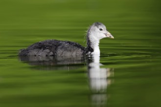 Eurasian Coot (Fulica atra) juvenile, Berlin, Germany