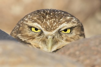 Burrowing Owl (Athene cunicularia), Arizona, USA