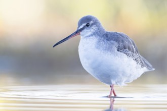 Spotted Redshank (Tringa erythropus) foraging, Groningen, Netherlands