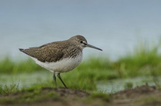 Green Sandpiper (Tringa ochropus), Schleswig-Holstein, Germany