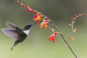 Collared Inca (Coeligena torquata) flying while feeding at a flower in Colombia, South America