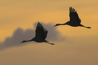 Common Crane (Grus grus) flying, Mecklenburg-Western, Pomerania, Germany