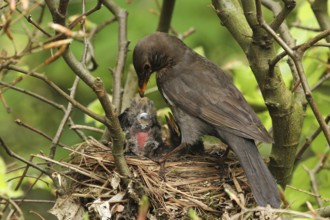 Common Blackbird (Turdus merula) female at nest with chicks, Lower Saxony, Germany