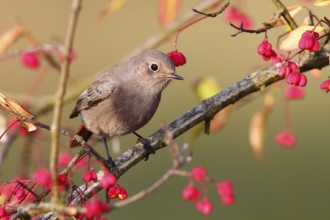 Common Redstart (Phoenicurus phoenicurus) female, Saxony-Anhalt, Germany