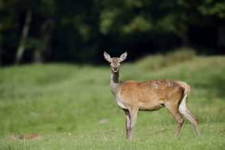 Red deer (Cervus elaphus), doe standing in a meadow, North Rhine-Westphalia, Germany