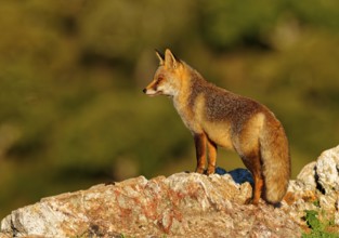 Red fox (Vulpes vulpes) in early morning light on a rock, Sierra de San Pedro, Extremadura, Spain