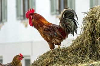 Cock and hen on the dung heap, domestic fowl (Gallus gallus domesticus), bright red comb, farm in
